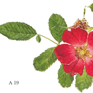A19