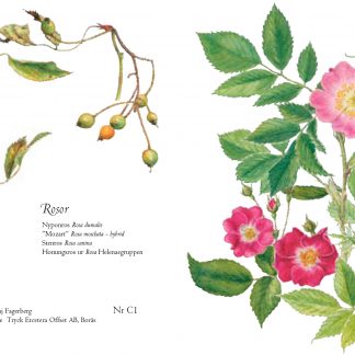 Sommar / Sensommar 15 x 15