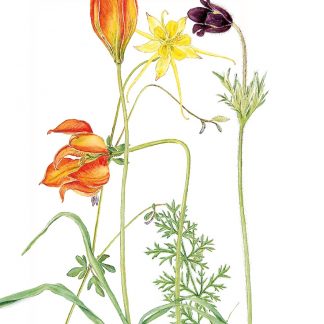 Print nr 6 stor